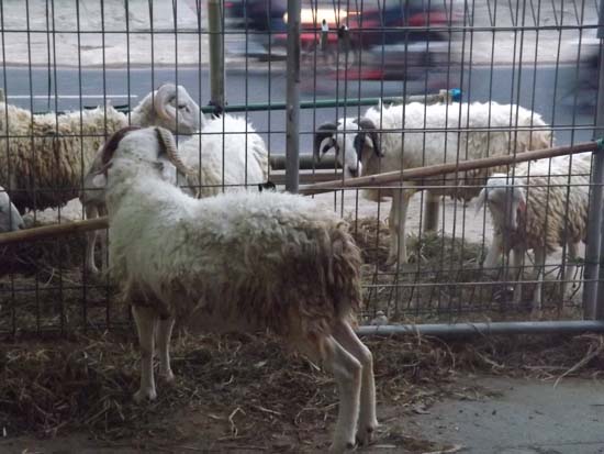 Jelang Hari Raya Qurban 2014 Pasar Kambing Tiban  Panen Order