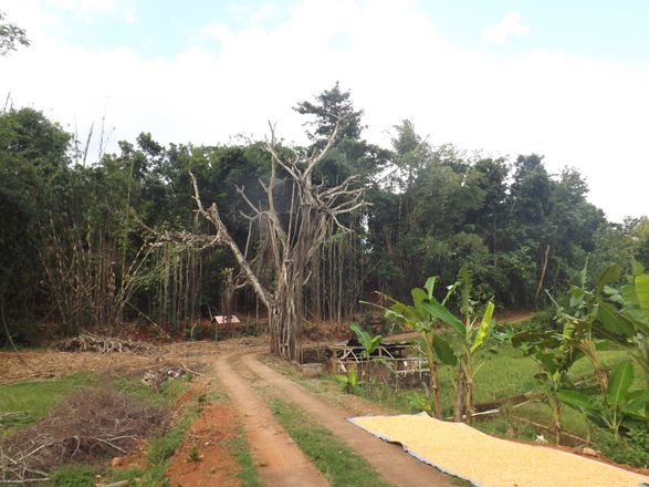 Kasus penggundulan kayu aset desa wisata JTS semoyo  Gunungkidul makin heboh ' saling lempar tanggung jawab 