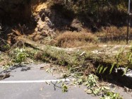Kayu besar dan panjang 25 meter…