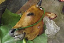 Idul qurban 1437 H/2016 masjid…