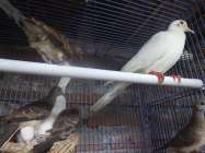 Burung Perkutut dan Puter Putih…