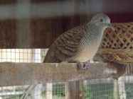 Mika bird farm ramaikan dunia hobi…