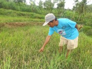 Inilah jeritan petani gagal panen…