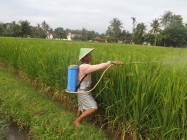 Petani nyemprot hama wereng 