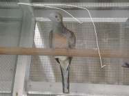 Mengenal Burung Jenis Familia Columbiade