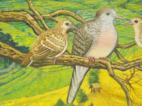 Anakan burung perkutut  umur sebulan sudah ngeses
