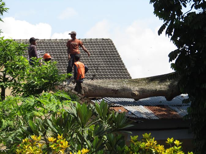 Angin Kencang Robohkan Randu Alas Timpa Rumah Warga