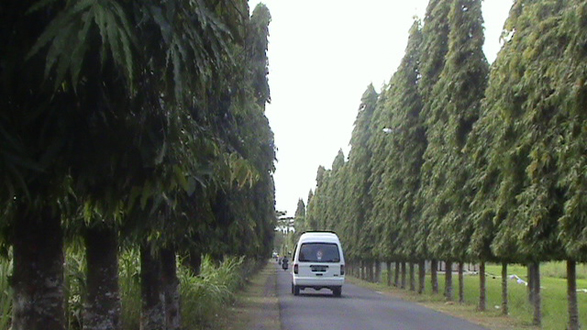 Pohon gelondong perindang jalan yang eksotis