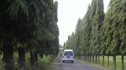 Pohon gelondong perindang jalan…