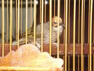 Burung cucakrawa sudah menjadi…