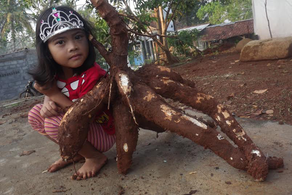 SING DADI BUPATI GUNUNGKIDUL SING DUWE PEMIKIRAN GAWE BUDIDAYA TELO SEMENE IKI GEDENE