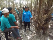 Live In di desa wisata pancoh mahasiswa…