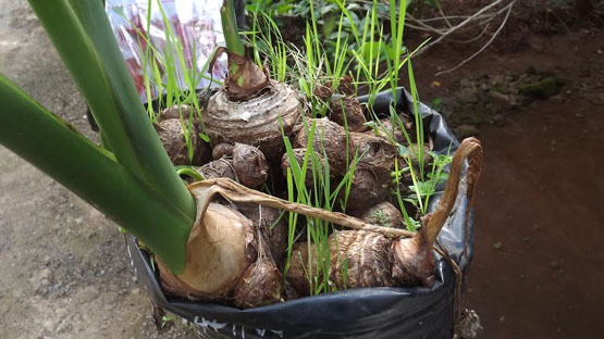Petani Katongan Panen Talas  Asal Jepang