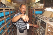 Beternak tikus putih hasilnya mengejutkan…