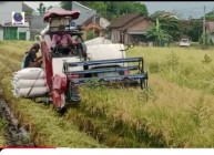 Gunakan mesin otomatis panen padi…