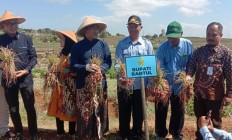 Panen Raya Bawang Merah Glowing…