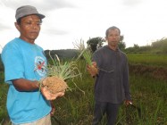 Tanaman padi membusuk petani Ngenep…