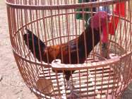 Ayam Jokowi moncer juara 1 kelas…