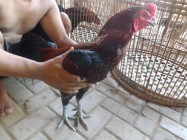 Tips beternak ayam bangkok yang…