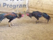 inilah Ayam pakoy yang di buru…