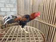 Ternak ayam bangkok dan pakoy hasilnya…