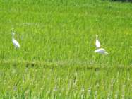 Burung kuntul membantu petani membasmi…
