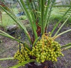 Tanaman Kurma bisa Berkembang Di…