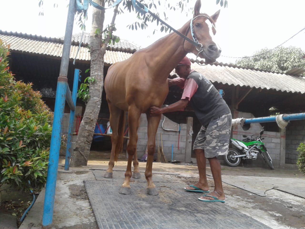 Berapa Tarifnya Juru Pijat Hewan Kuda ?  Mbah Tuwuh Jambidan Menjawab