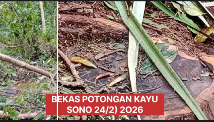 LSM WGAB DPD DIY Soroti 2 Tengkulak dan Proses Jual Beli Kayu Sonokeling Viral 