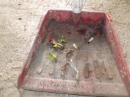 Heboh jelang pildes Bunga Kenongo…