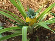 Kebun Nanas Muncul Di Desa Wisata…