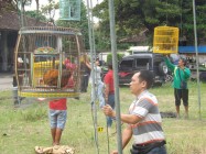 Lomba suara Oeeek banyak penggemarnya