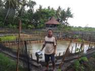 Ikan gurameh siap panen di terjang…