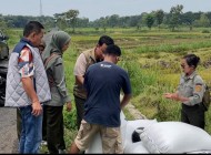 BULOG Yogyakarta Tetap Aktif Serap…