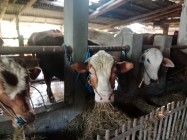 Pak Haji Wardiyono Segoroyoso Pleret…