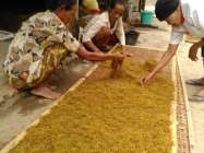 Warga Siluk Bantul 2017 Panen Tembakau…