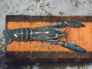 Prospek ternak udang galah di lahan…