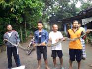 Ular sanca panjang 4 meter menerkam…